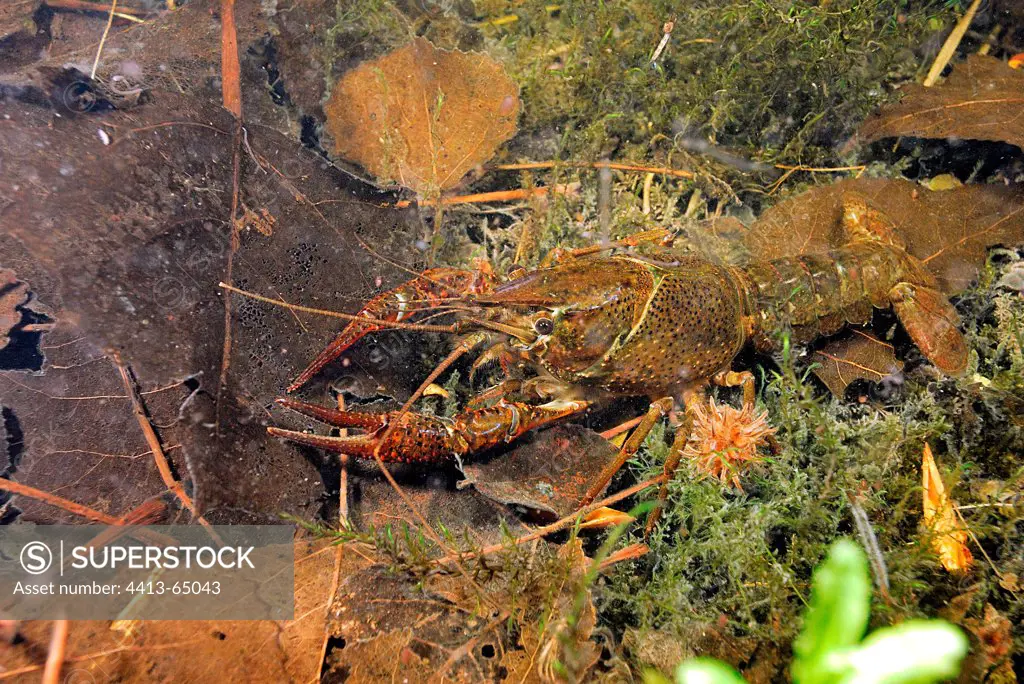 Red Swamp Crayfish hiding under water France