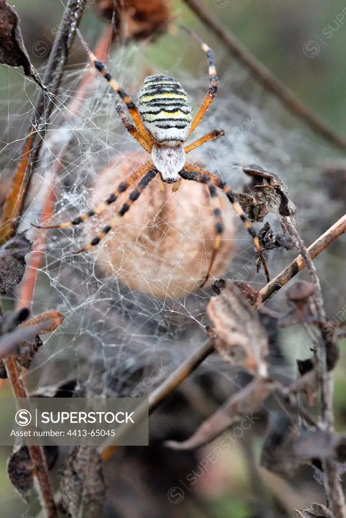Wasp Spider and eggs Touraine France