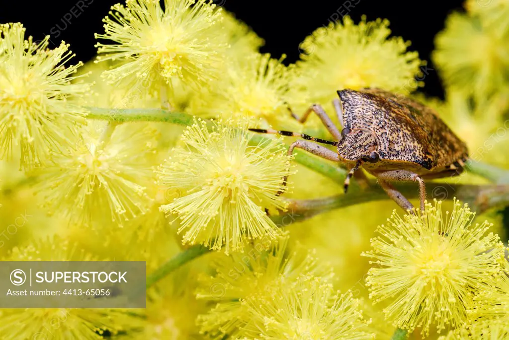 Stink bug on wild flowers Mimosa Oléron France