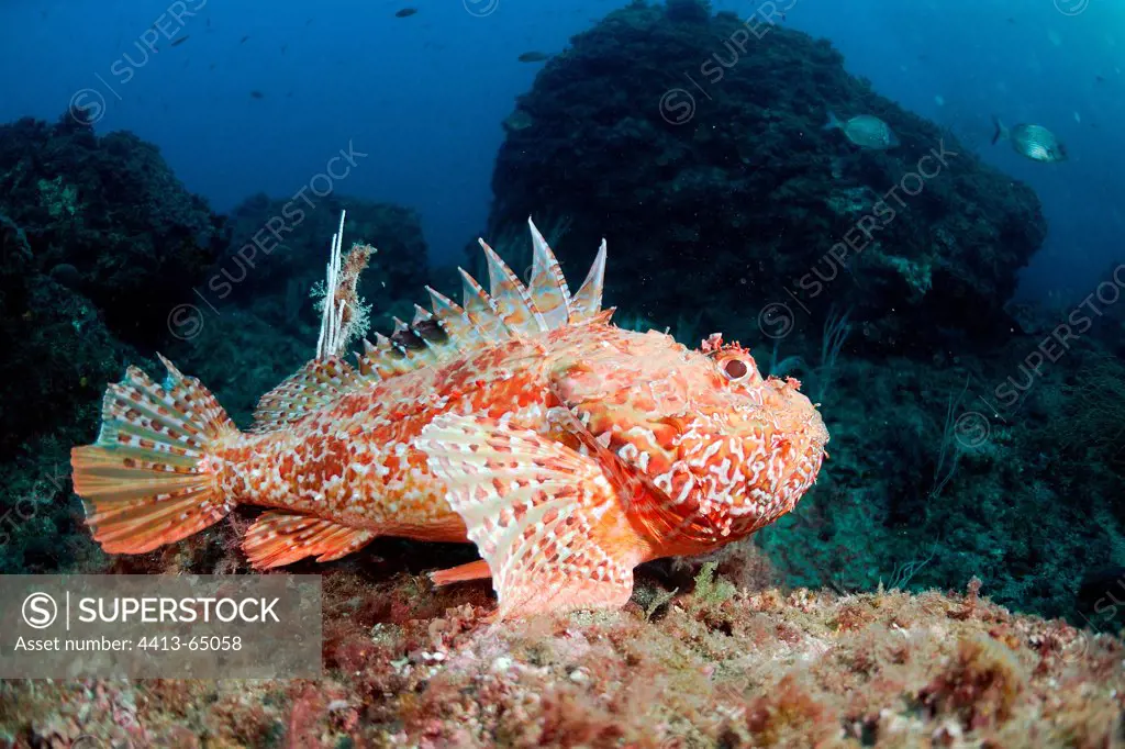 Bigscale scorpionfish Medes Islands Spain