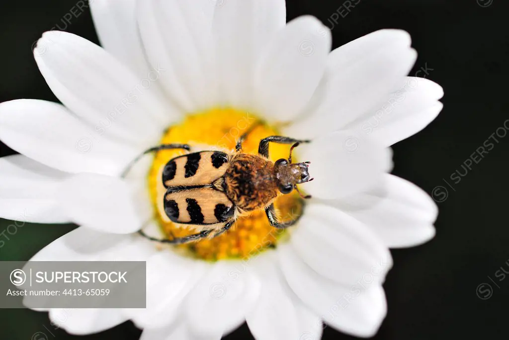 Bee beetle on a wild daisy Touraine France