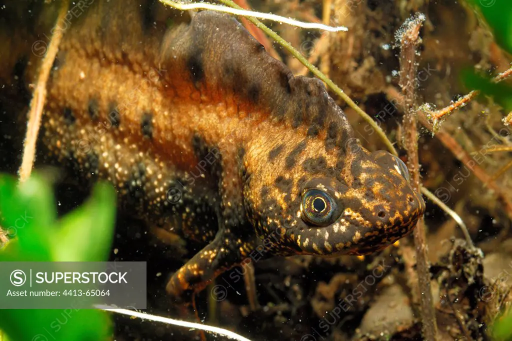 Male Northern Crested Newt in a pond Touraine France