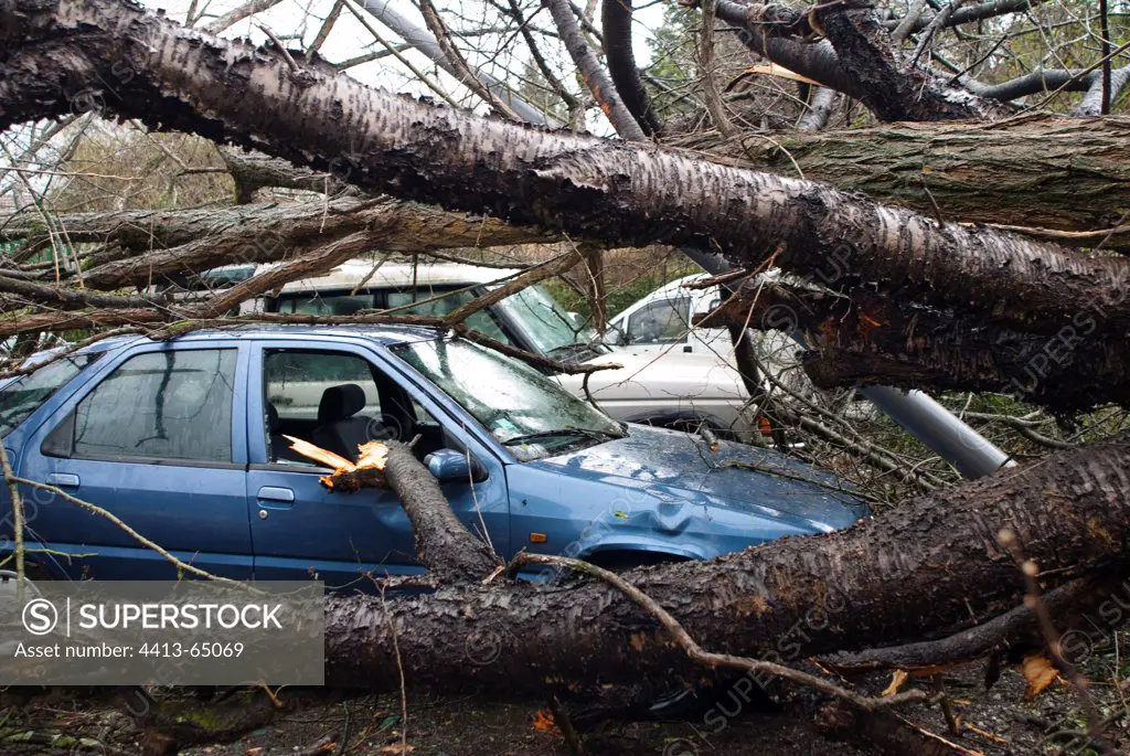 Cars under trees crushed by the storm France