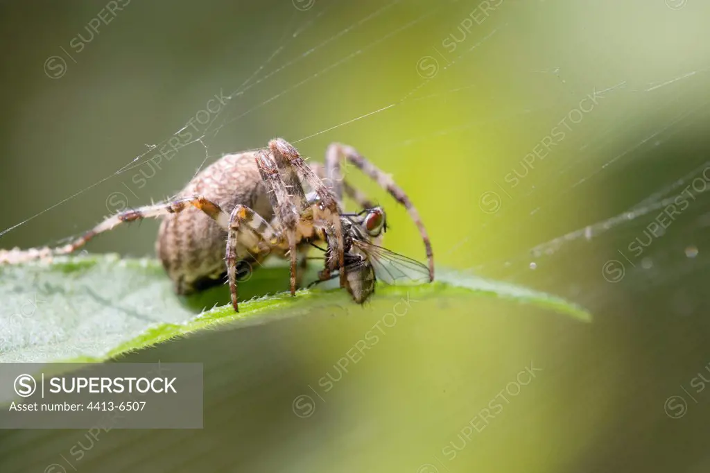 Weaver spider catching a fly in its cobweb France