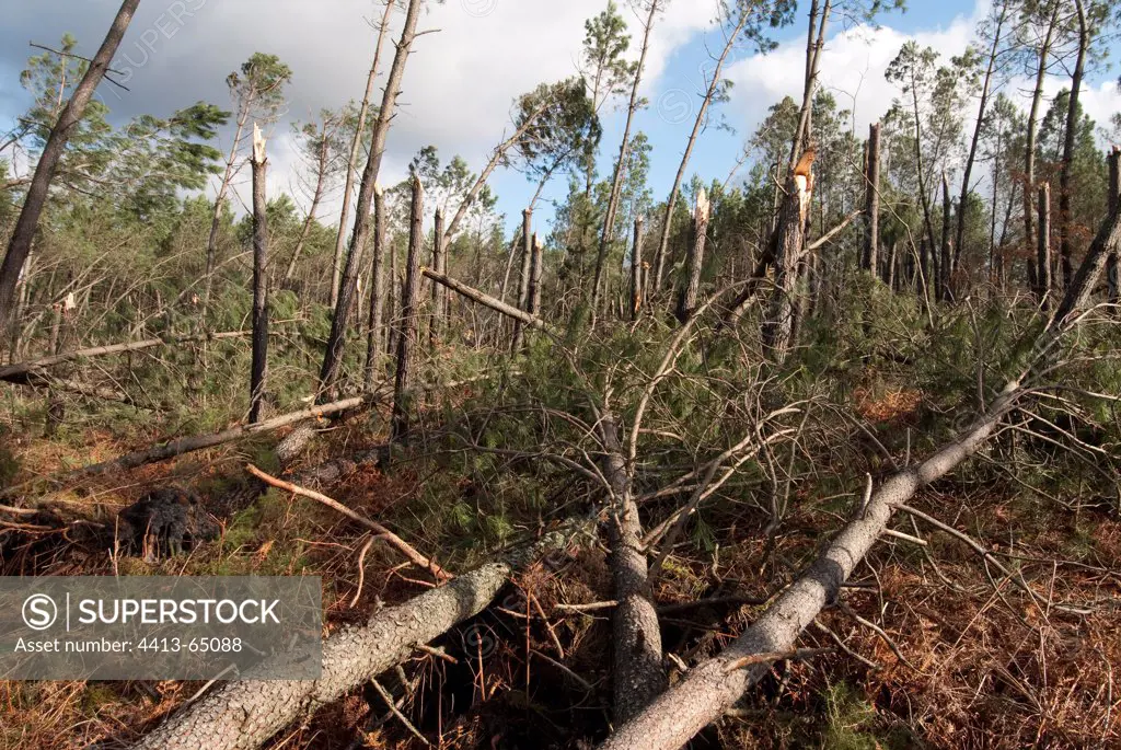 Landes forest devastated by winter storm France