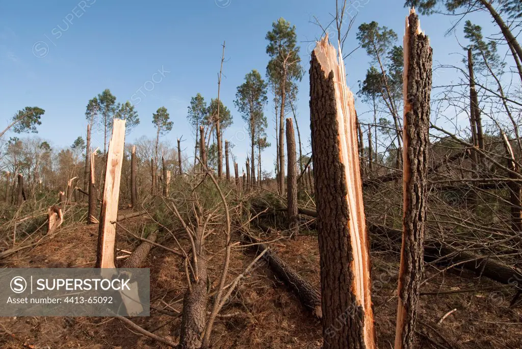 Landes forest devastated by winter storm France