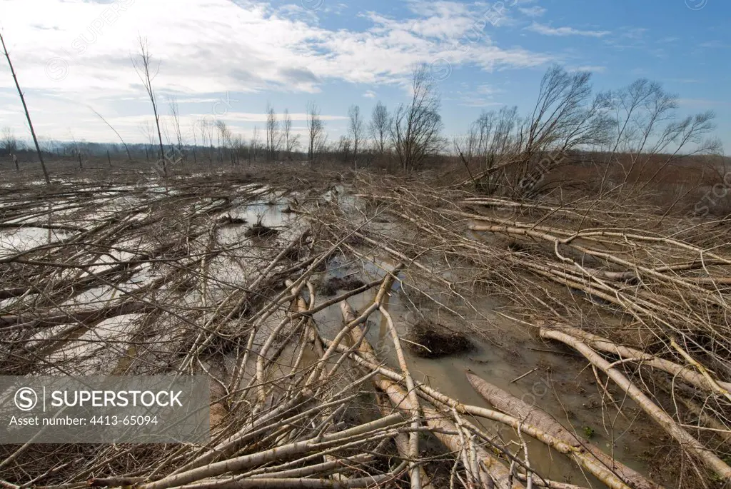Ash forest devastated by flood of the river Adour France