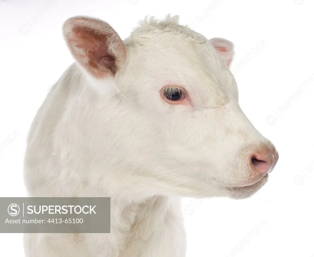 Portrait of a Charolais calf on white background