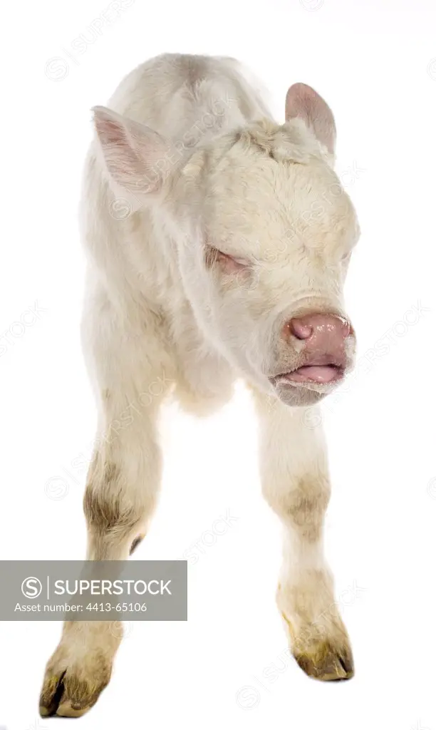 Portrait of a Charolais calf caughing on white background
