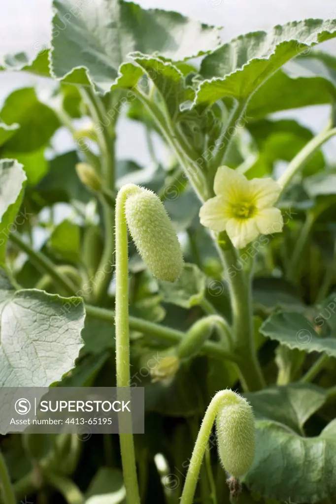 Squirting cucumber flowering France