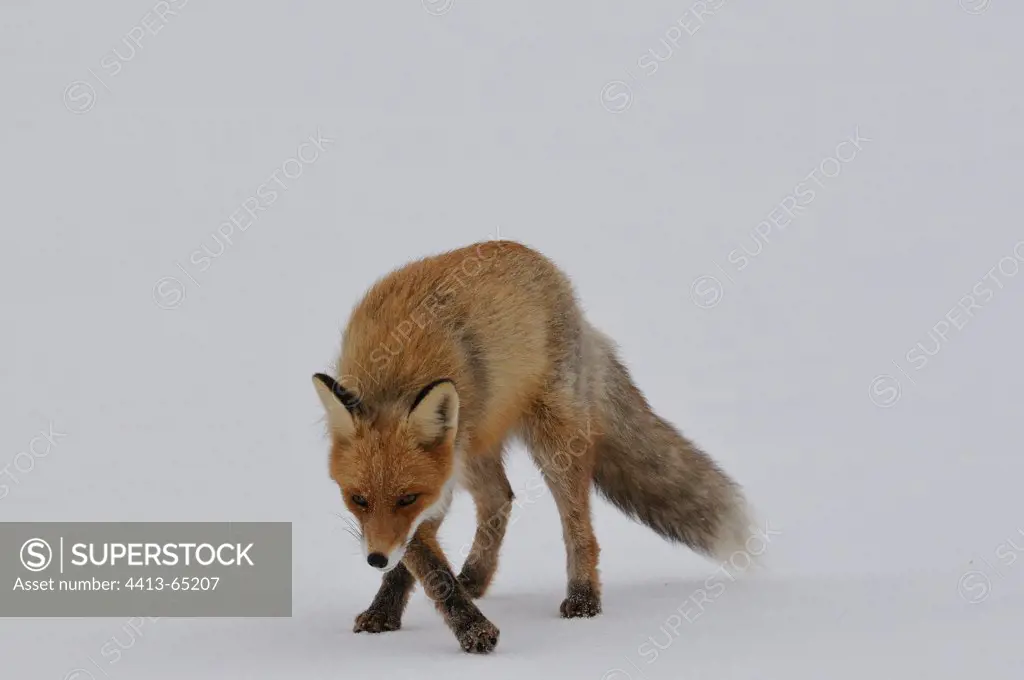 Red Fox smelling in the snowy tundra Varanger Norway