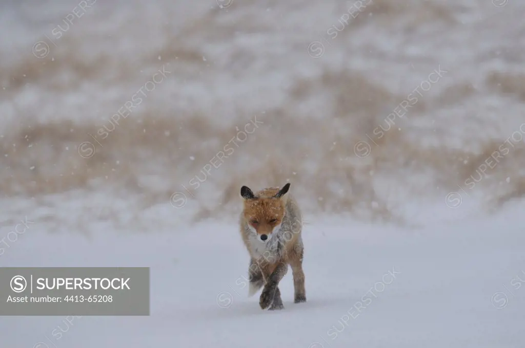 Red Fox walking in a snowstorm Varanger Norway
