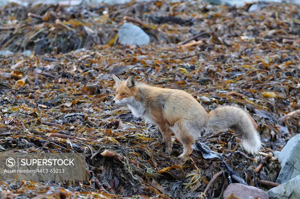 Red Fox marking its territory in the tundra Varanger Norway