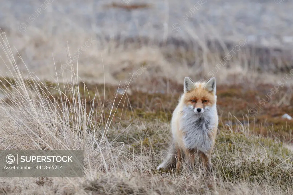 Red Fox walking in the tundra Varanger Norway