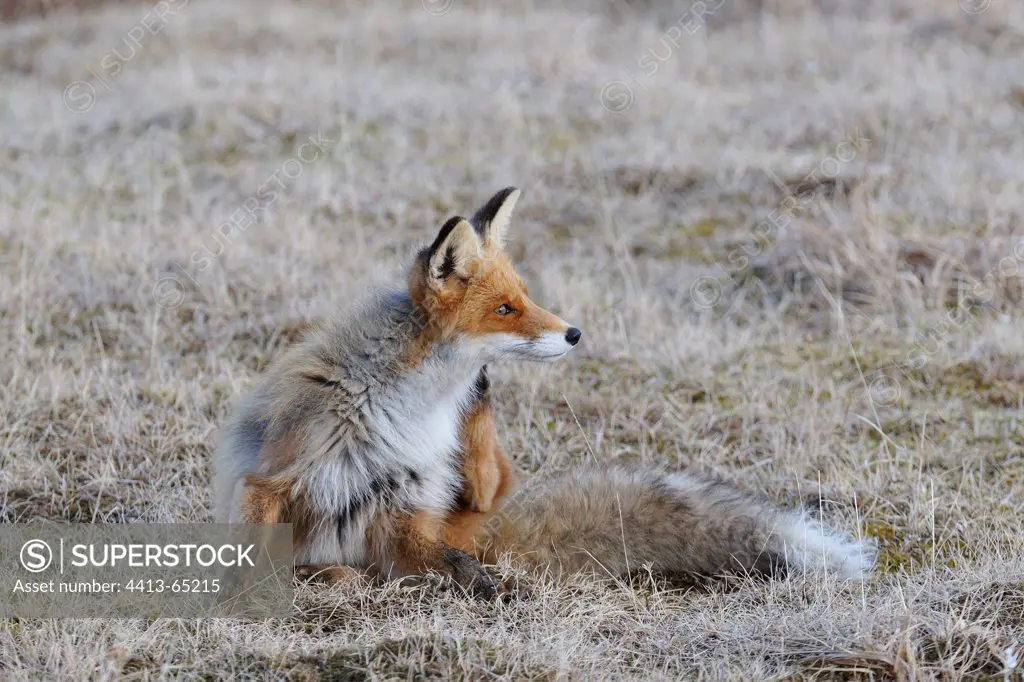 Curious Red Fox sitting in the tundra Varanger Norway