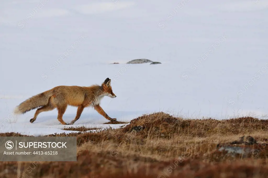 Red Fox galloping in the snowy tundra Varanger Norway