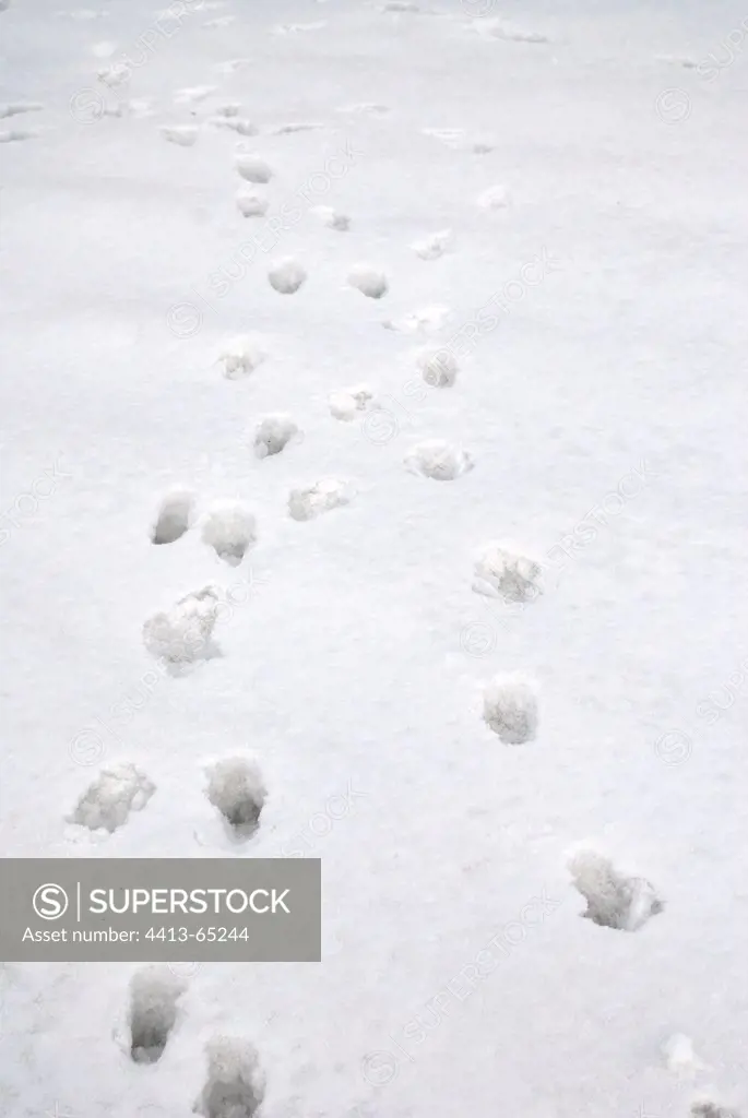 Traces of a Red Fox in the snow Varanger Norway