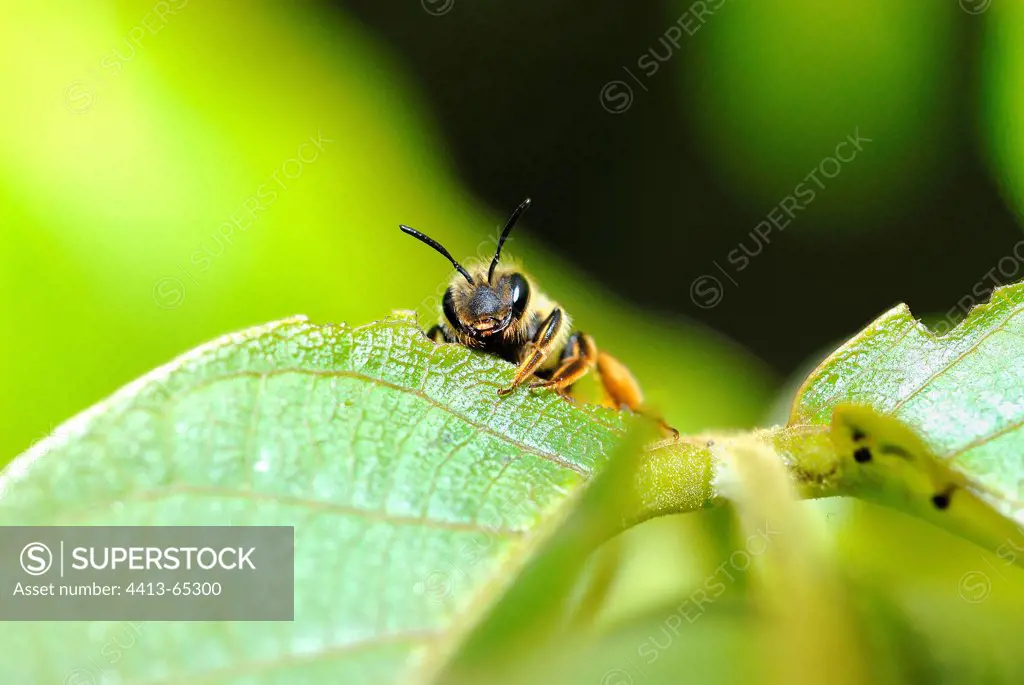 Bee on a leaf of walnut Touraine France