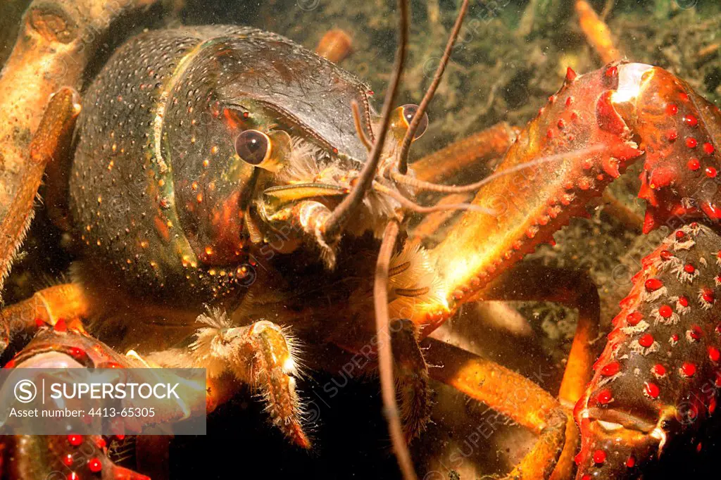 Red Swamp Crayfish in a pond Touraine France