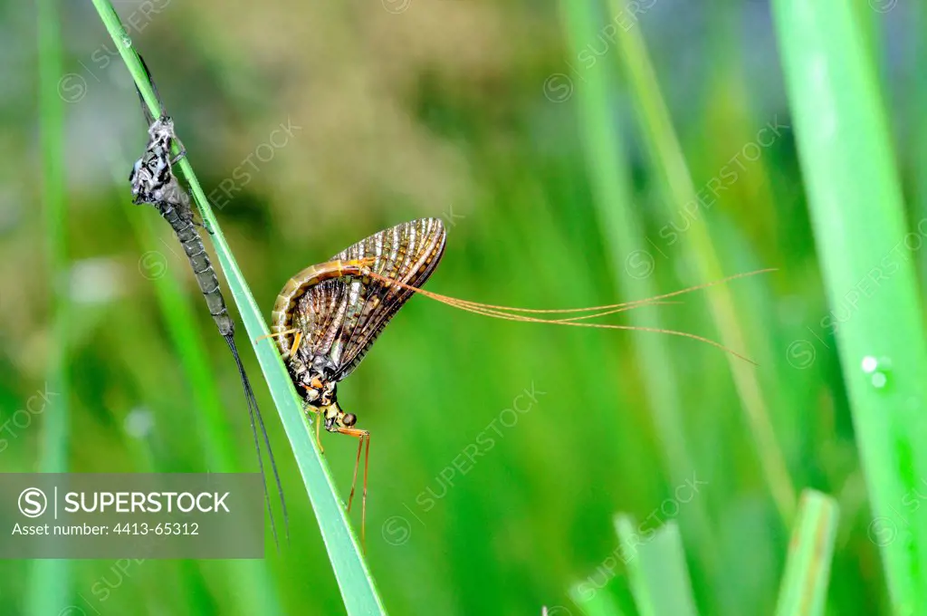 Mayfly molting in a swamp Touraine France