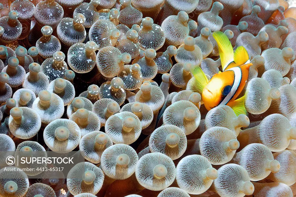 Clown Anemonefish in an anemone Ari Atoll Maldives