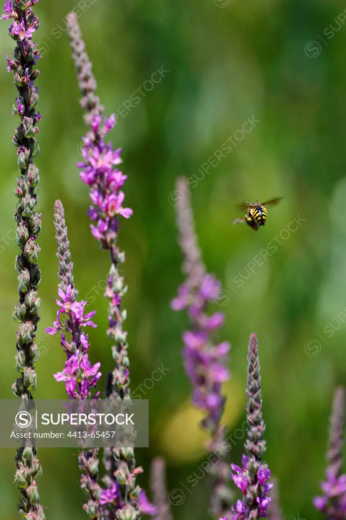 Potter bees mating while flying Vaucluse France