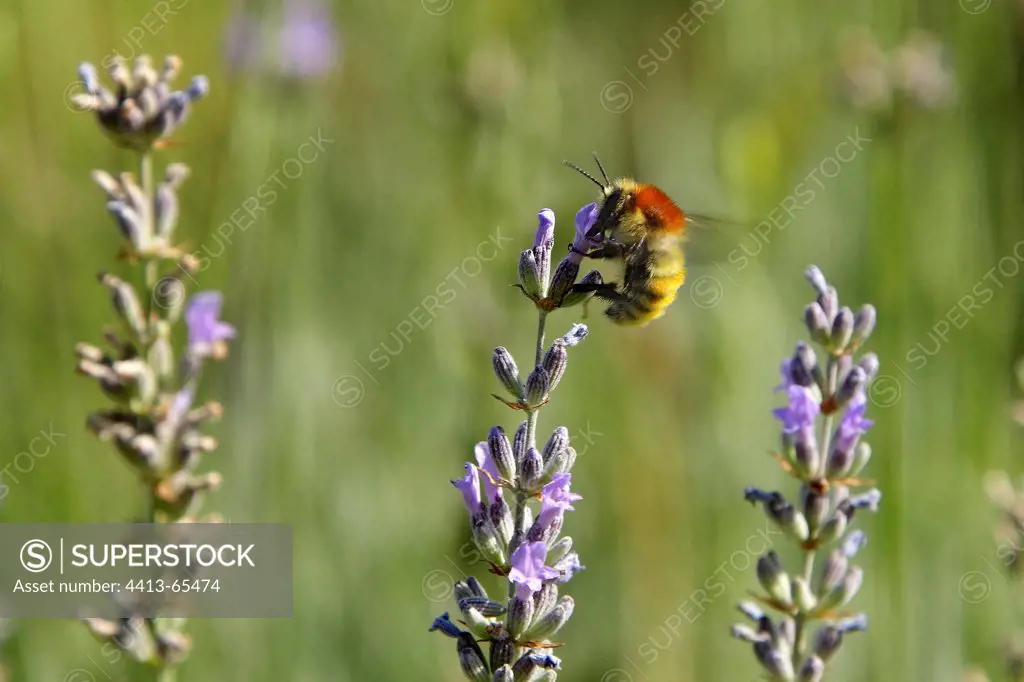Great Yellow Bumblebee gathering nectar on Lavandine flower