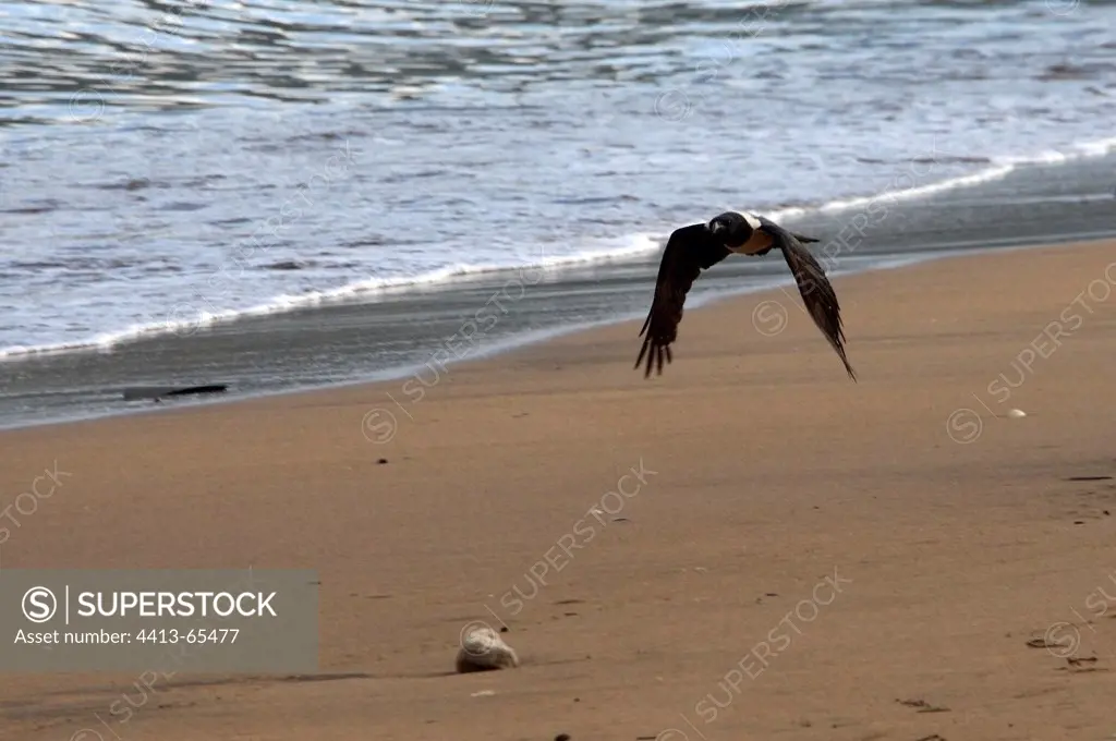 Pied Crow flying on a beach of Sada in Mayotte