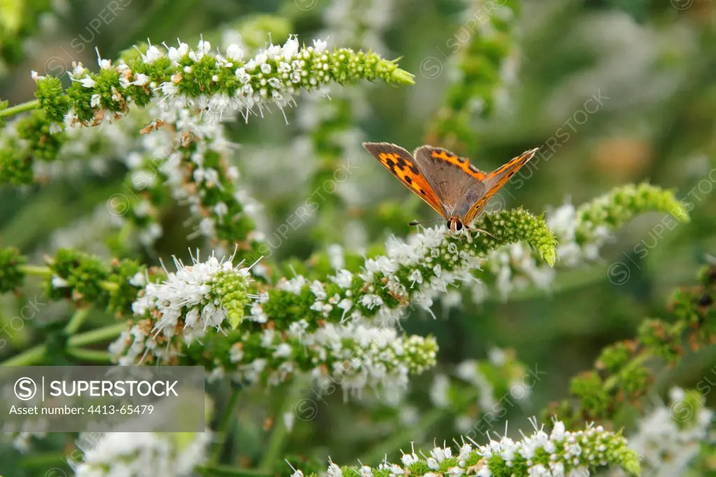American Copper butterfly on flowers Hérault France