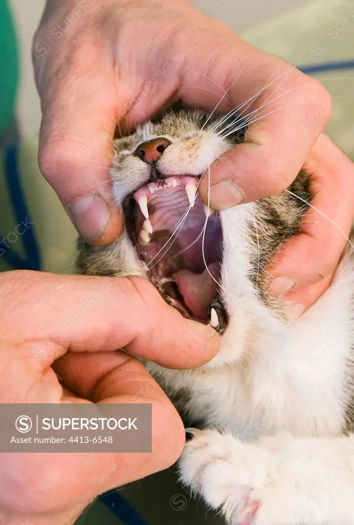 Veterinarian examining the mouth of a European Cat France