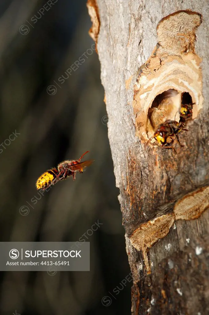 European hornet at the entry of nest in a trunk France