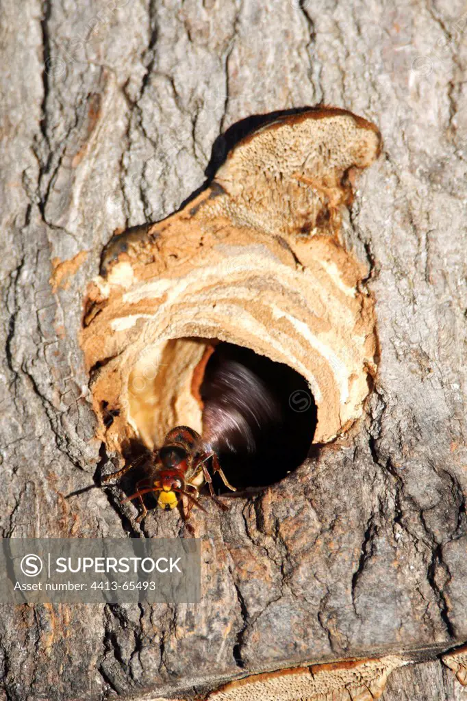 European hornet ventilating its nest in a trunk France
