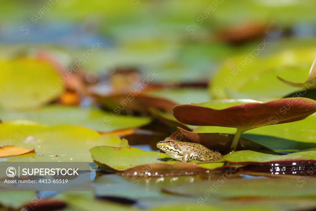 Young Green frog in the middle of water lily France