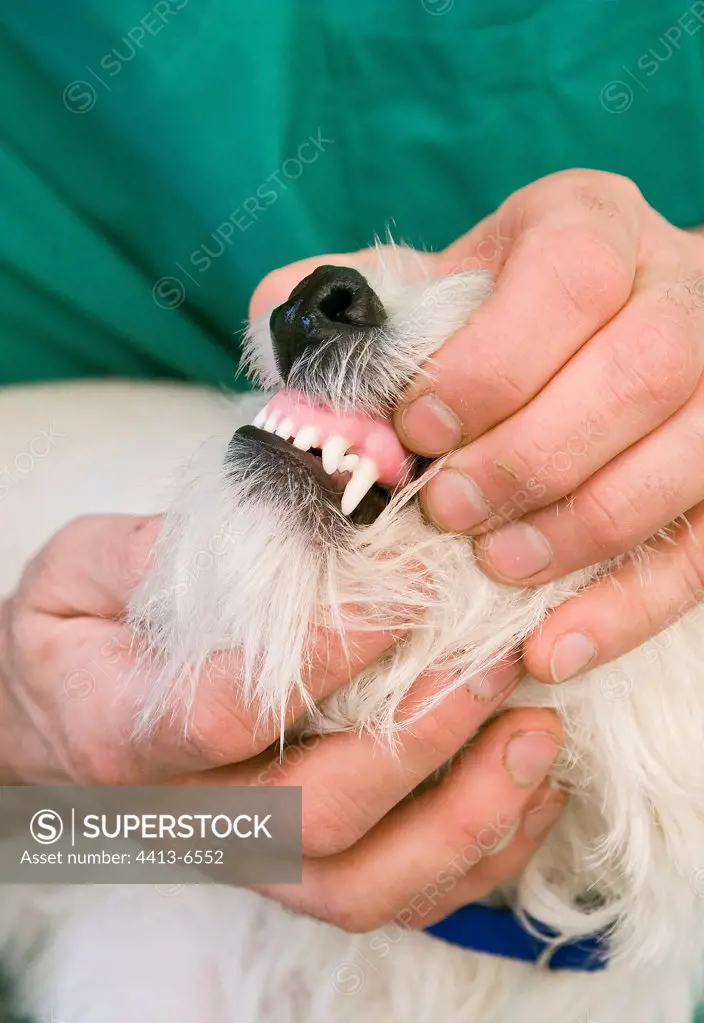 Veterinarian examining the mouth of a Westie France
