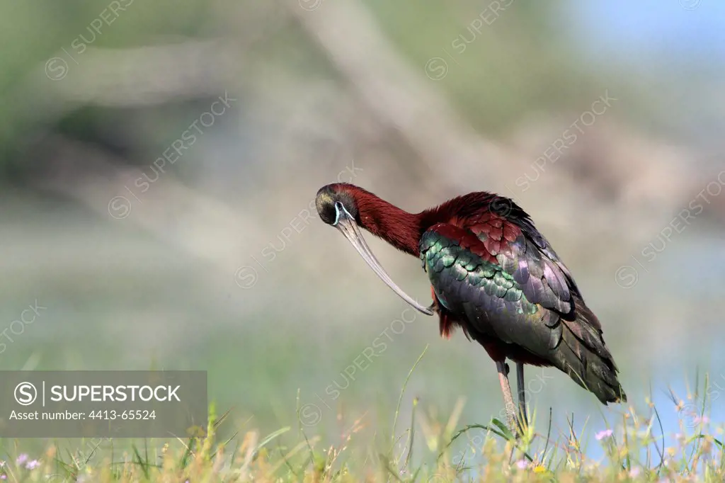 Glossy ibis cleaning itself in a wet meadow Greece
