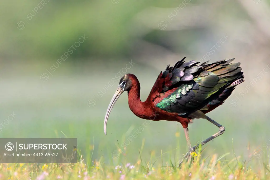 Glossy ibis cleaning itself in a wet meadow Greece