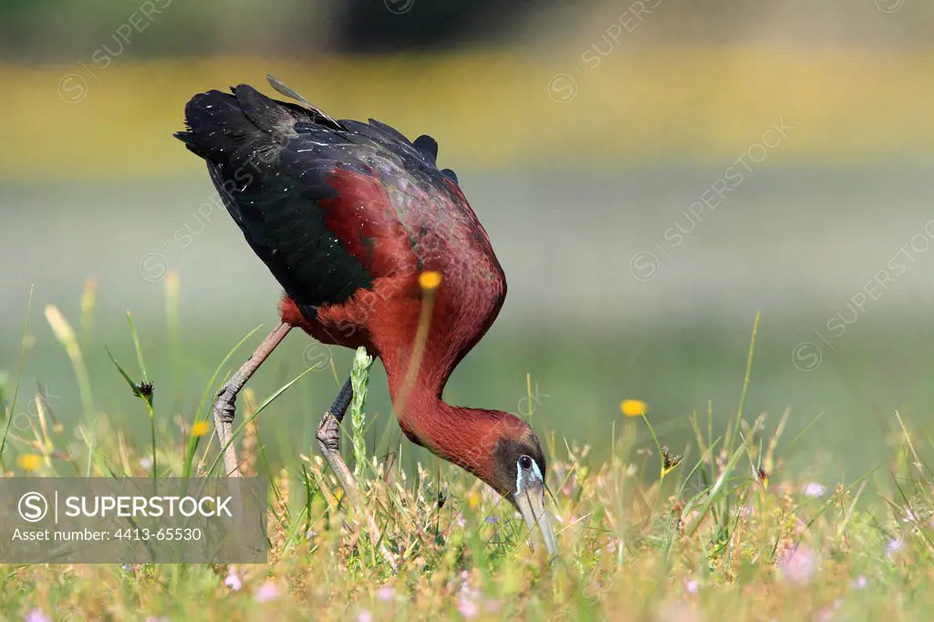 Glossy ibis eating in a wet meadow Kerkini Greece