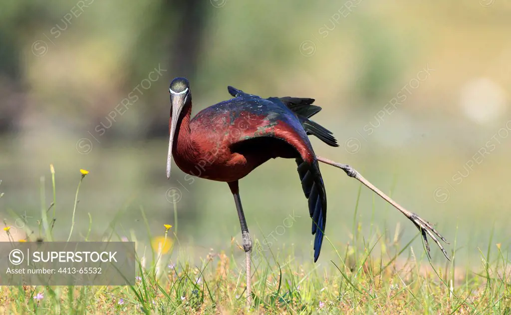 Glossy ibis stretching in a wet meadow Kerkini Greece