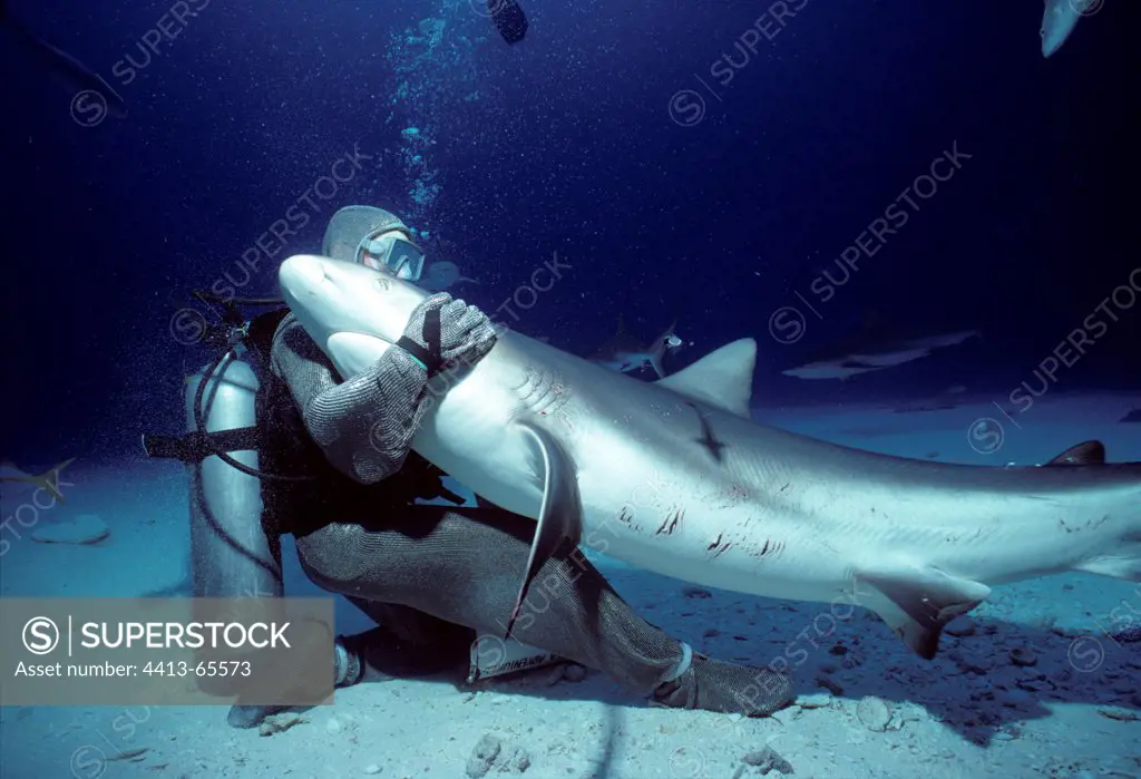 Shark handler embracing Shark in hyptonic trance Bahamas