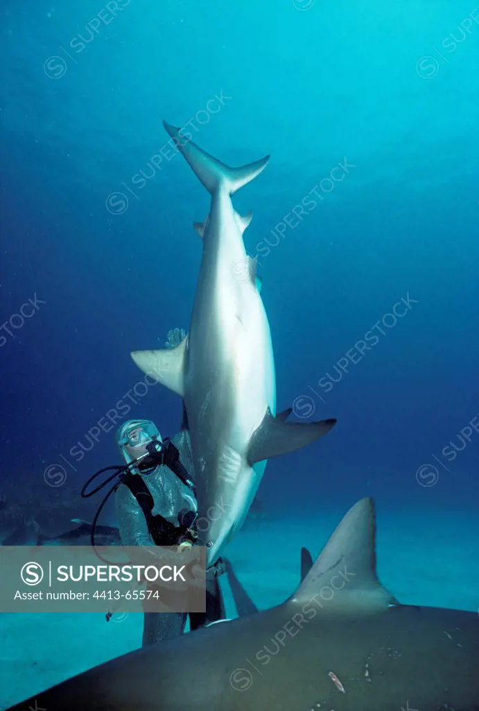 Shark handler handling Shark in hyptonic trance Bahamas