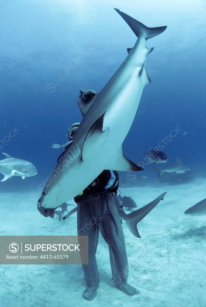 Shark handler handling Shark in hyptonic trance Bahamas
