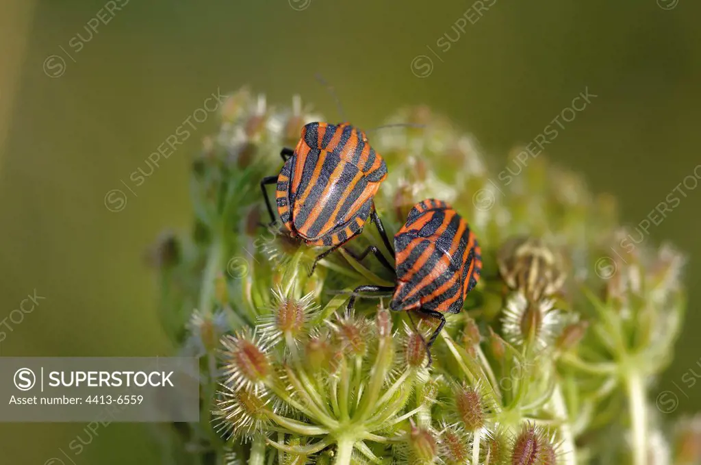 Shield bugs on a Wild carrot's umbel France