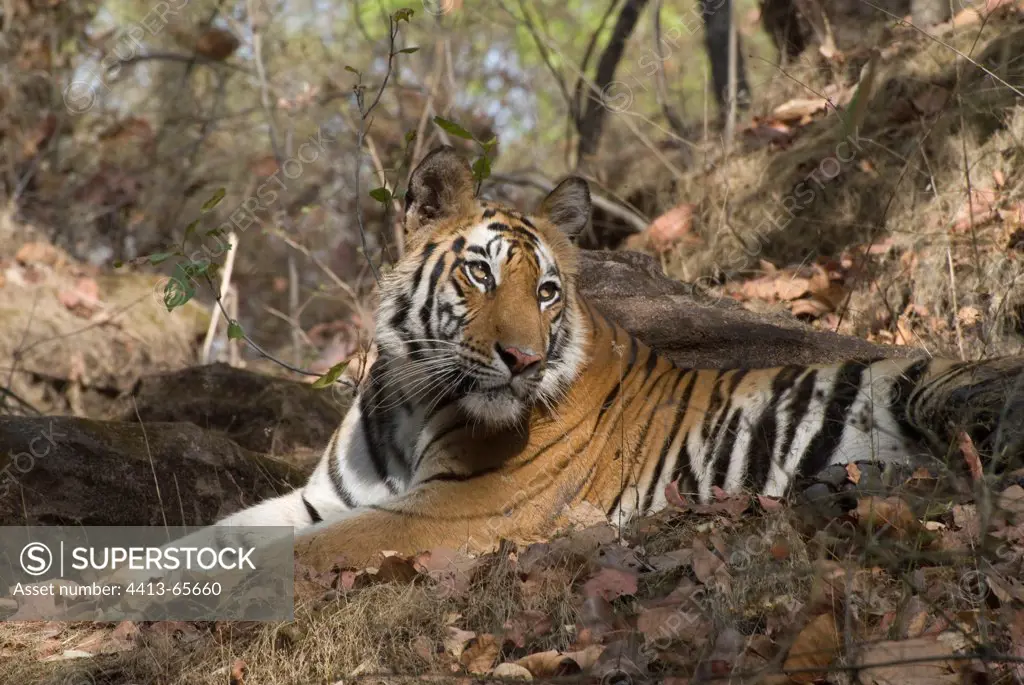 Pregnant female Bengal Tiger resting Bandhavgarh NP India