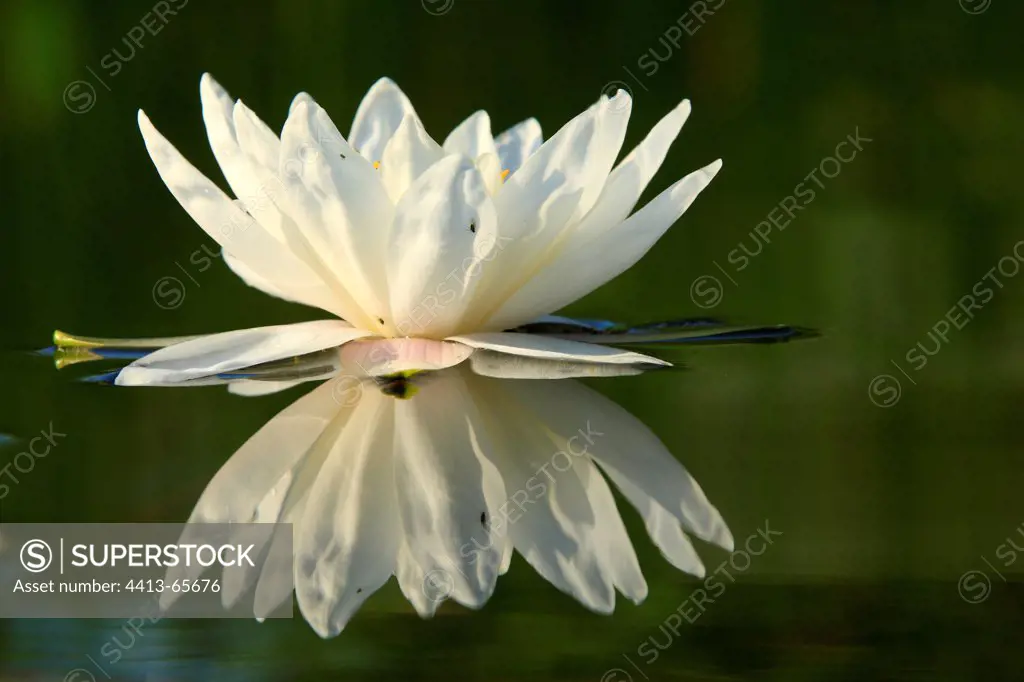 Flower of water lily and its reflection in water Vaucluse