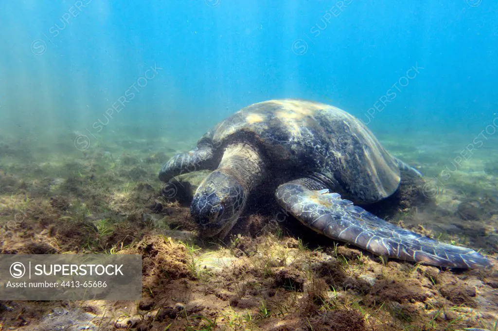 Male Green sea turtle eating in a seagrass Mayotte