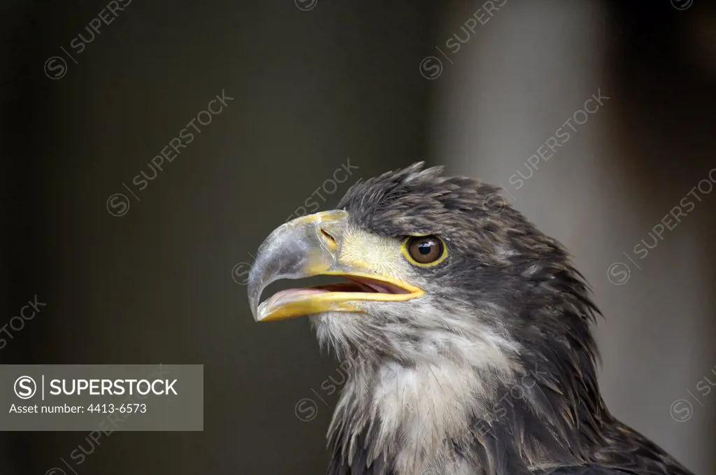 Portrait of a juvenile Bald Eagle France