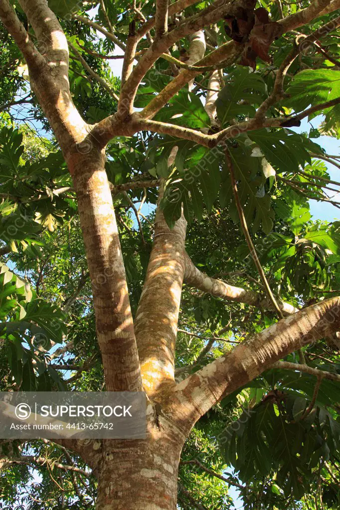 Breadfruit at Ouangani Mayotte