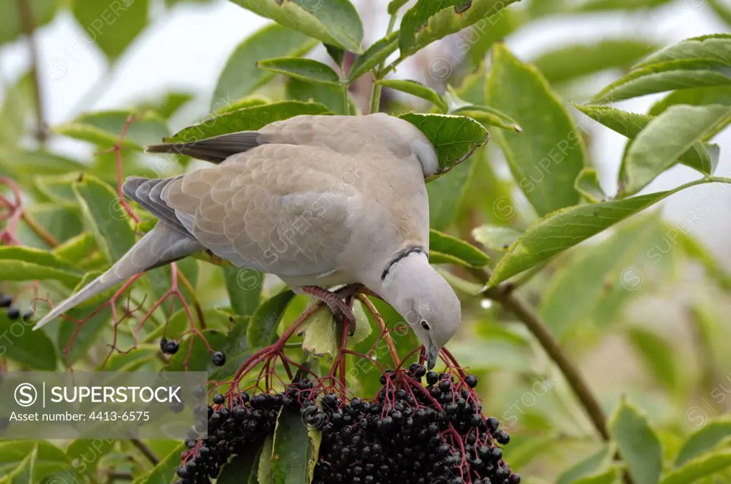Eurasian Collared Dove eating berries of Elder France