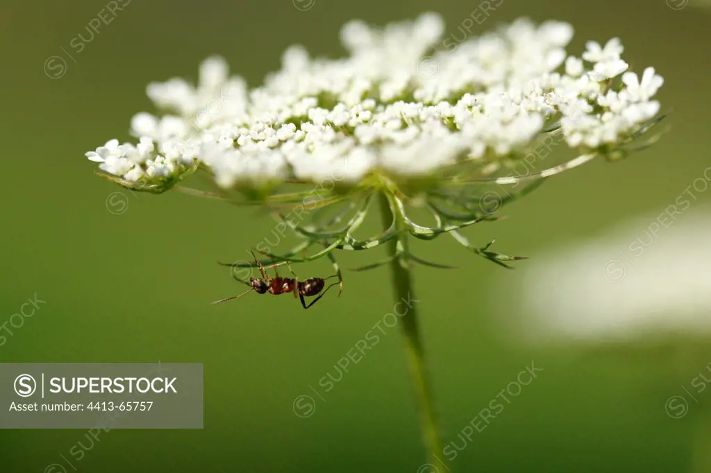 Ant under an umbel Vaucluse France