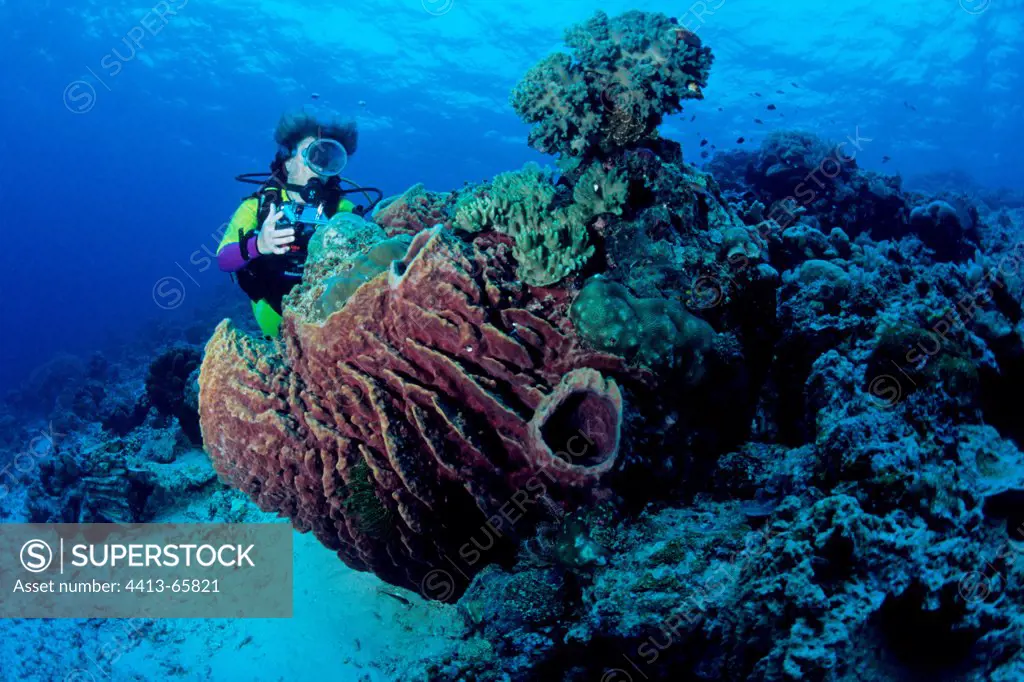 Diver and Sponge Barracuda Point Sipadan Island Malaysia